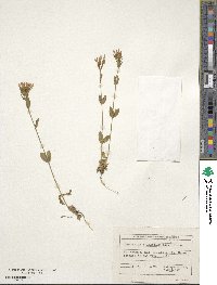 Centaurium pulchellum image