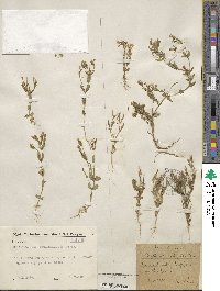 Centaurium pulchellum image