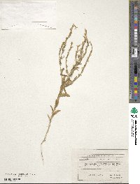 Schenkia spicata image