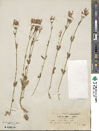 Centaurium erythraea subsp. erythraea image