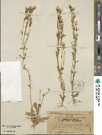 Centaurium erythraea subsp. erythraea image