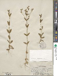 Centaurium erythraea subsp. erythraea image