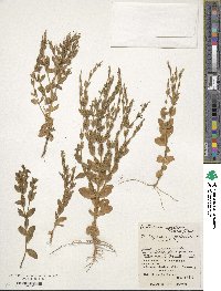 Schenkia japonica image