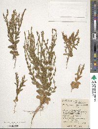 Schenkia japonica image