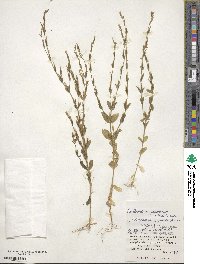 Schenkia japonica image