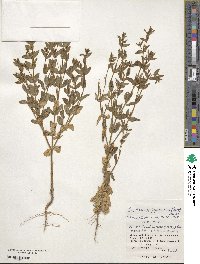 Schenkia japonica image