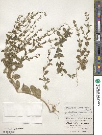 Schenkia japonica image