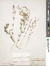 Centaurium pulchellum image