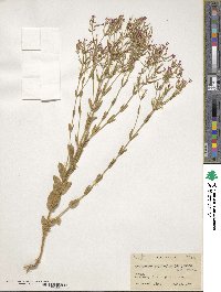 Centaurium pulchellum image