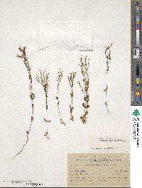 Centaurium tenuiflorum image