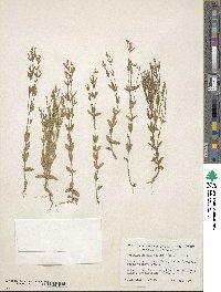 Centaurium pulchellum image