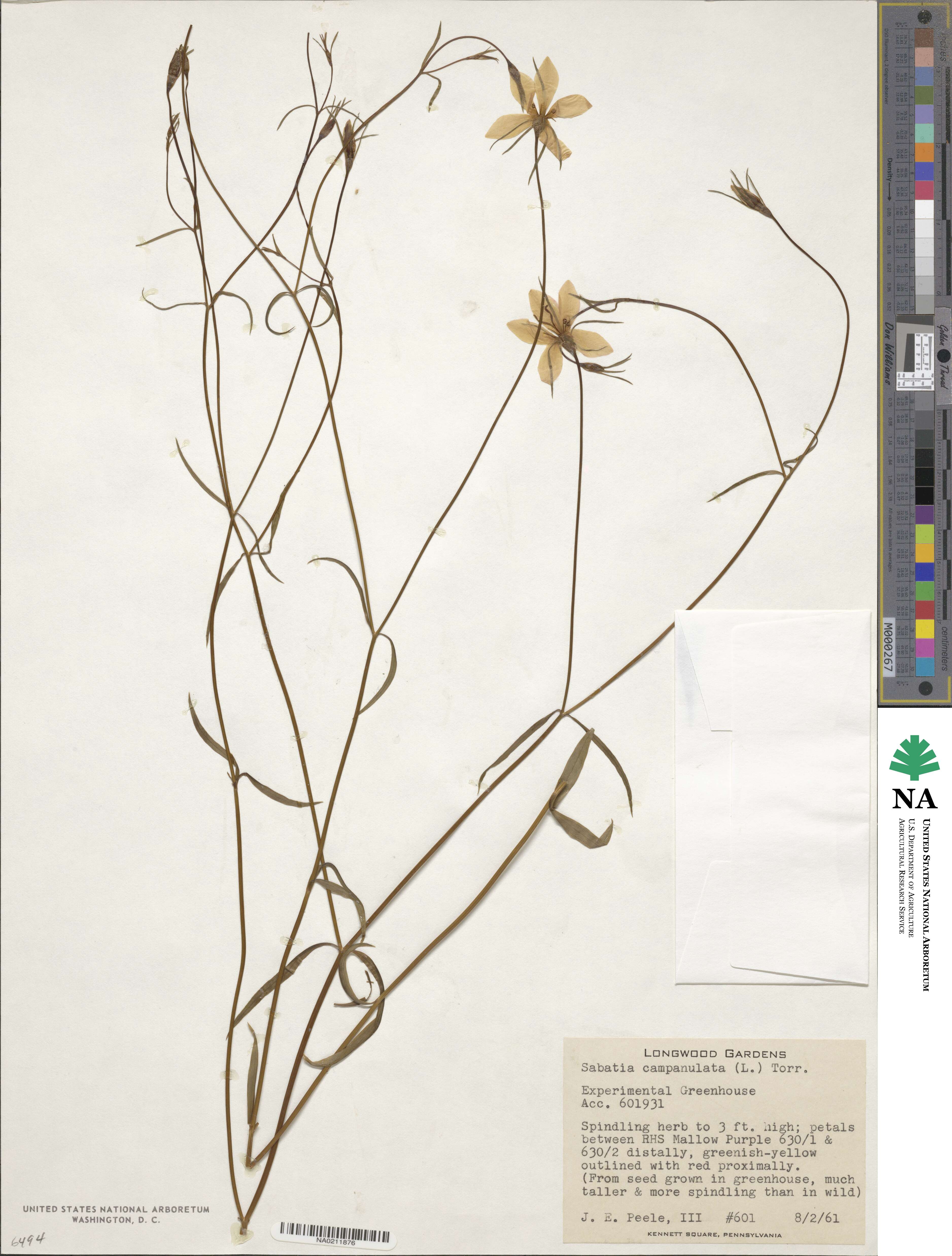 Sabatia campanulata image