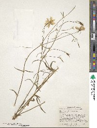 Sabatia campanulata image