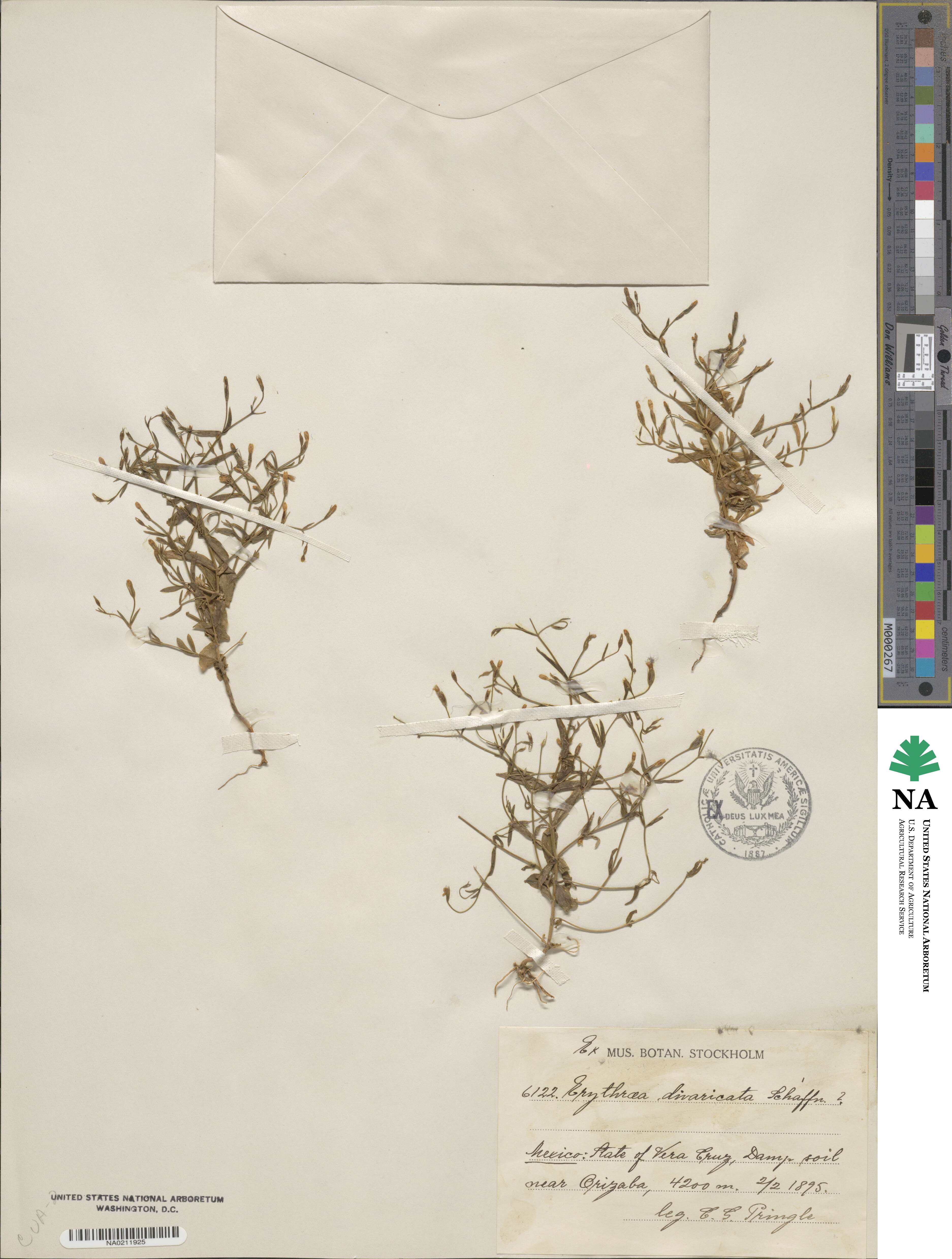 Erythraea divaricata image