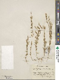 Zeltnera stricta image