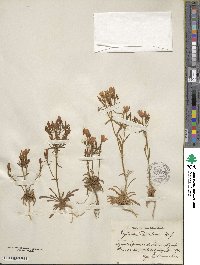 Centaurium quadrifolium subsp. barrelieri image