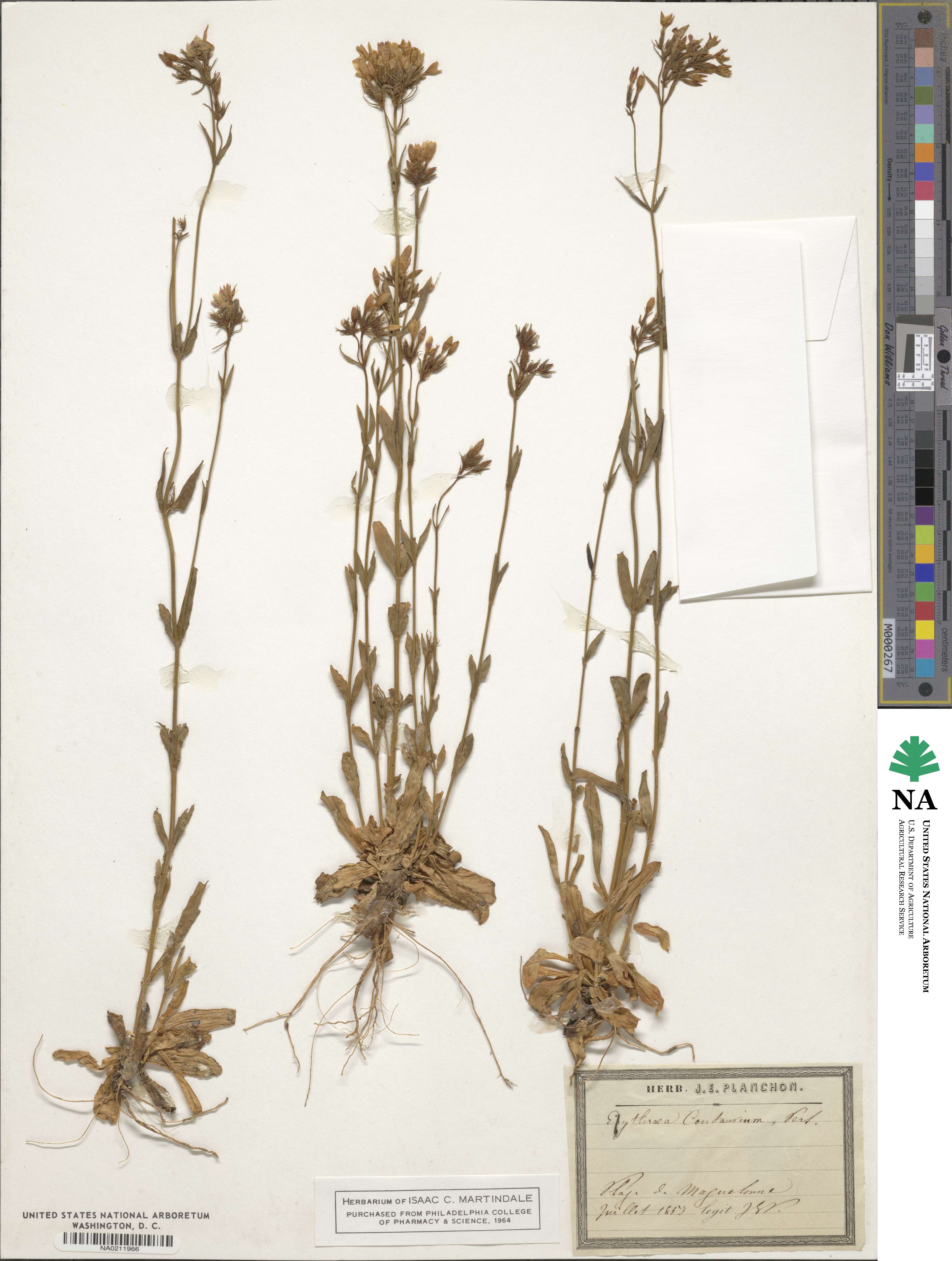 Erythraea centaurium image