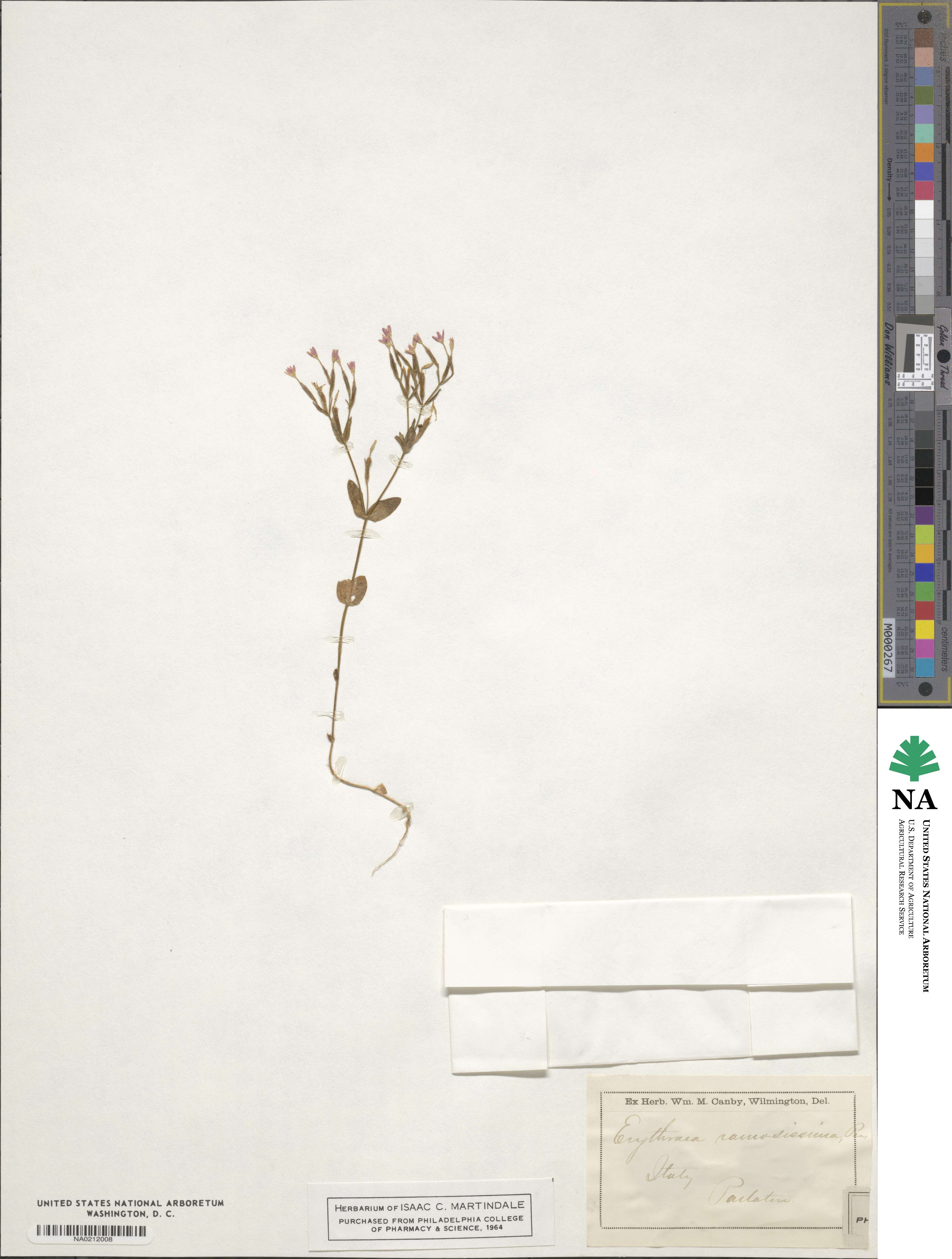 Erythraea ramosissima image