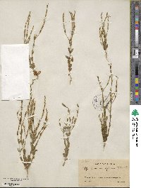 Schenkia spicata image