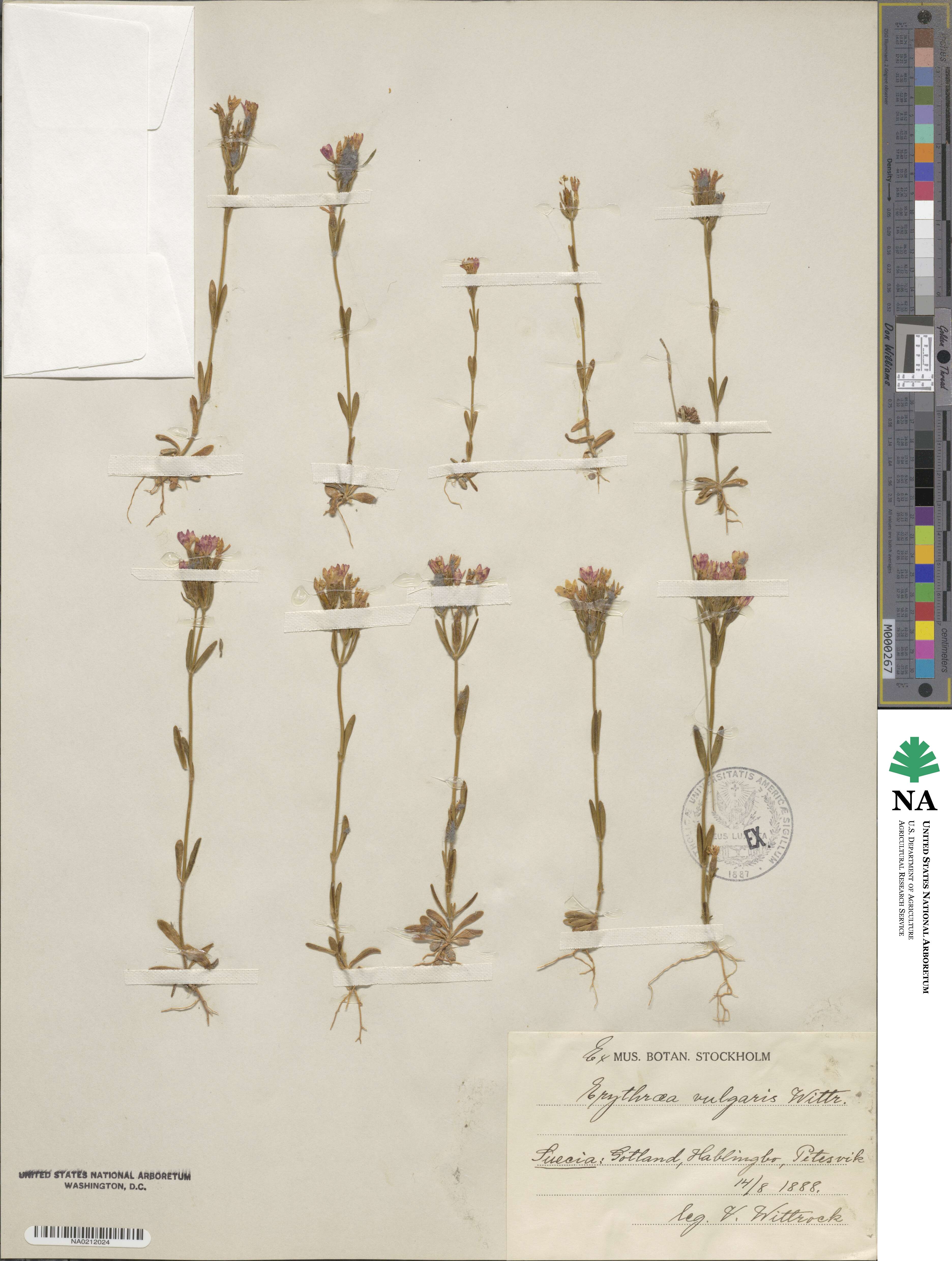 Centaurium erythraea image