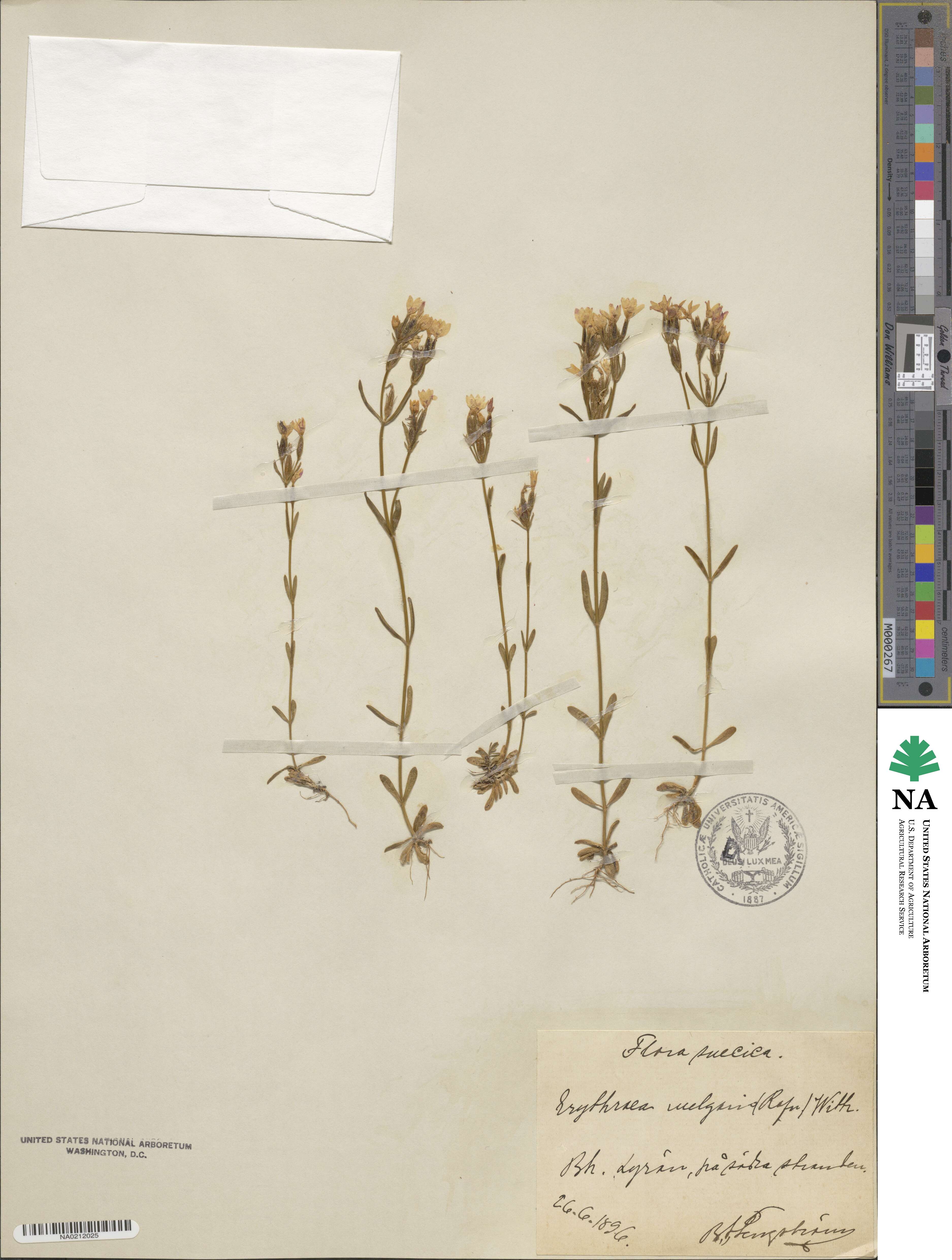 Centaurium erythraea subsp. erythraea image