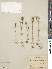 Centaurium erythraea subsp. erythraea image