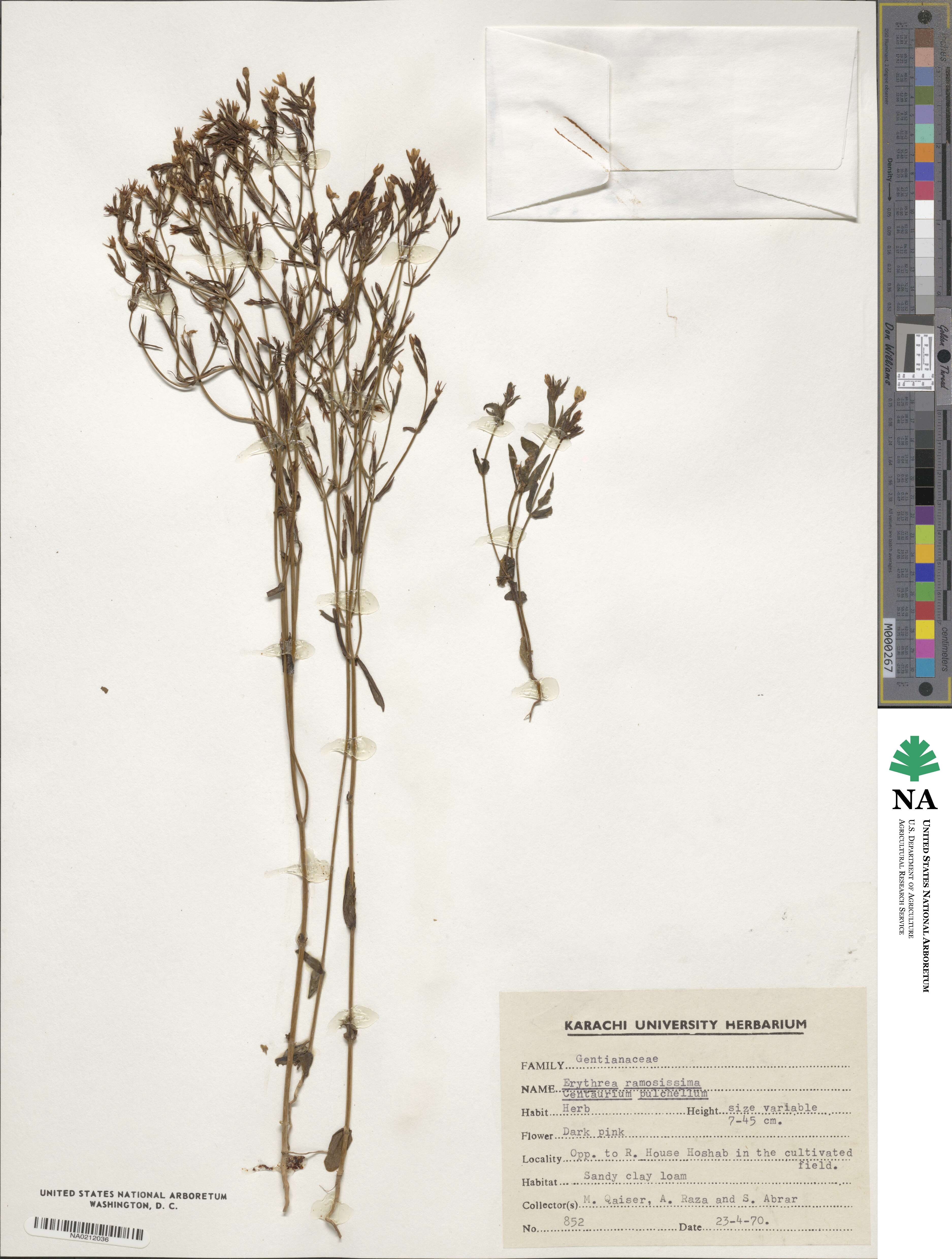 Erythraea pulchella image