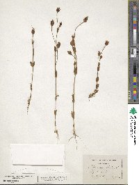 Blackstonia imperfoliata image