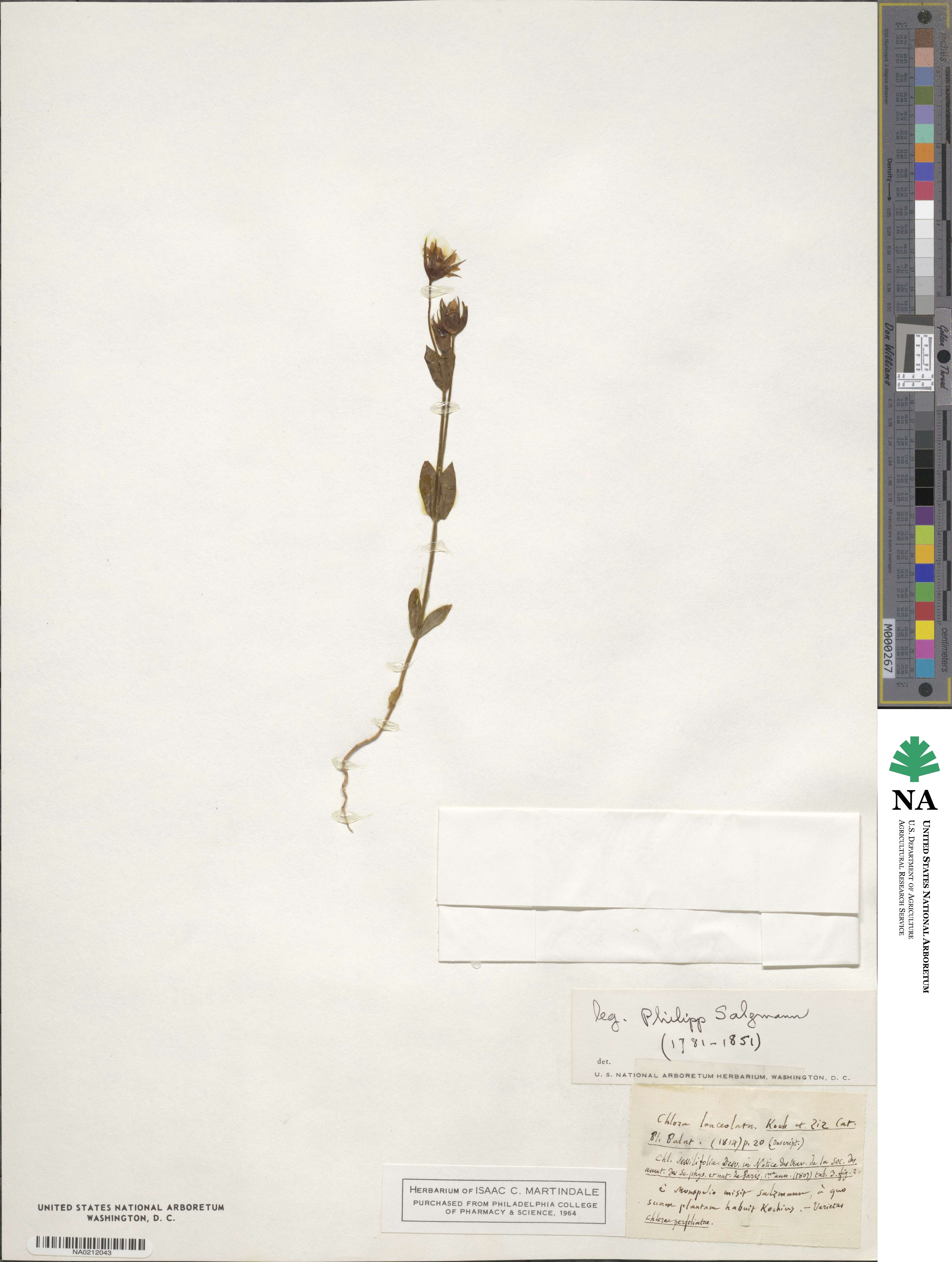Blackstonia imperfoliata image