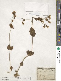 Blackstonia perfoliata image