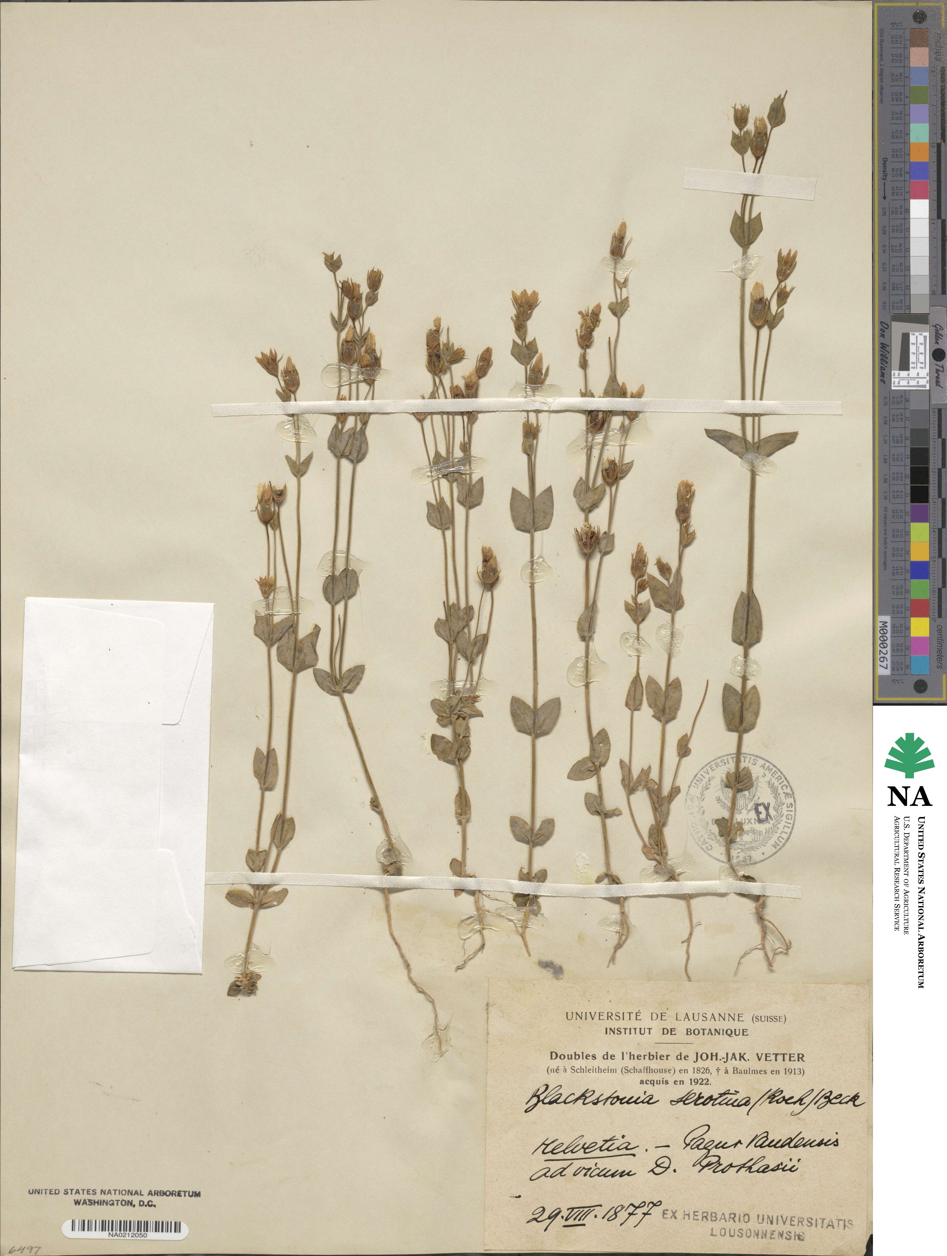 Blackstonia acuminata subsp. acuminata image