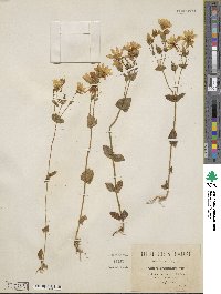 Blackstonia grandiflora image