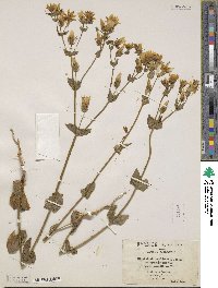 Blackstonia grandiflora image