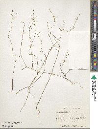 Bartonia paniculata image