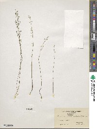 Bartonia paniculata image