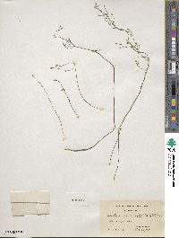 Bartonia paniculata image