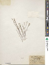 Bartonia paniculata image