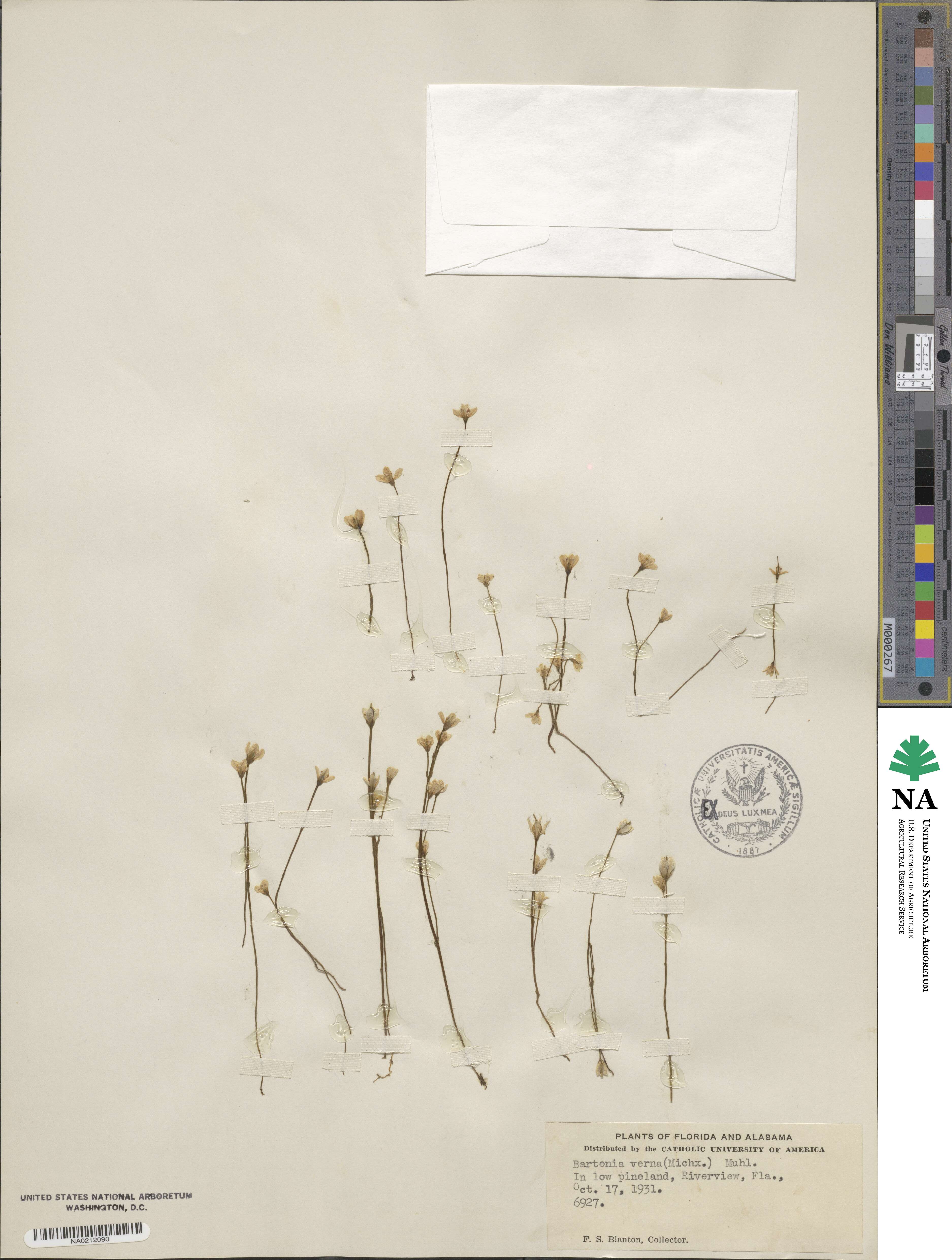 Bartonia verna image