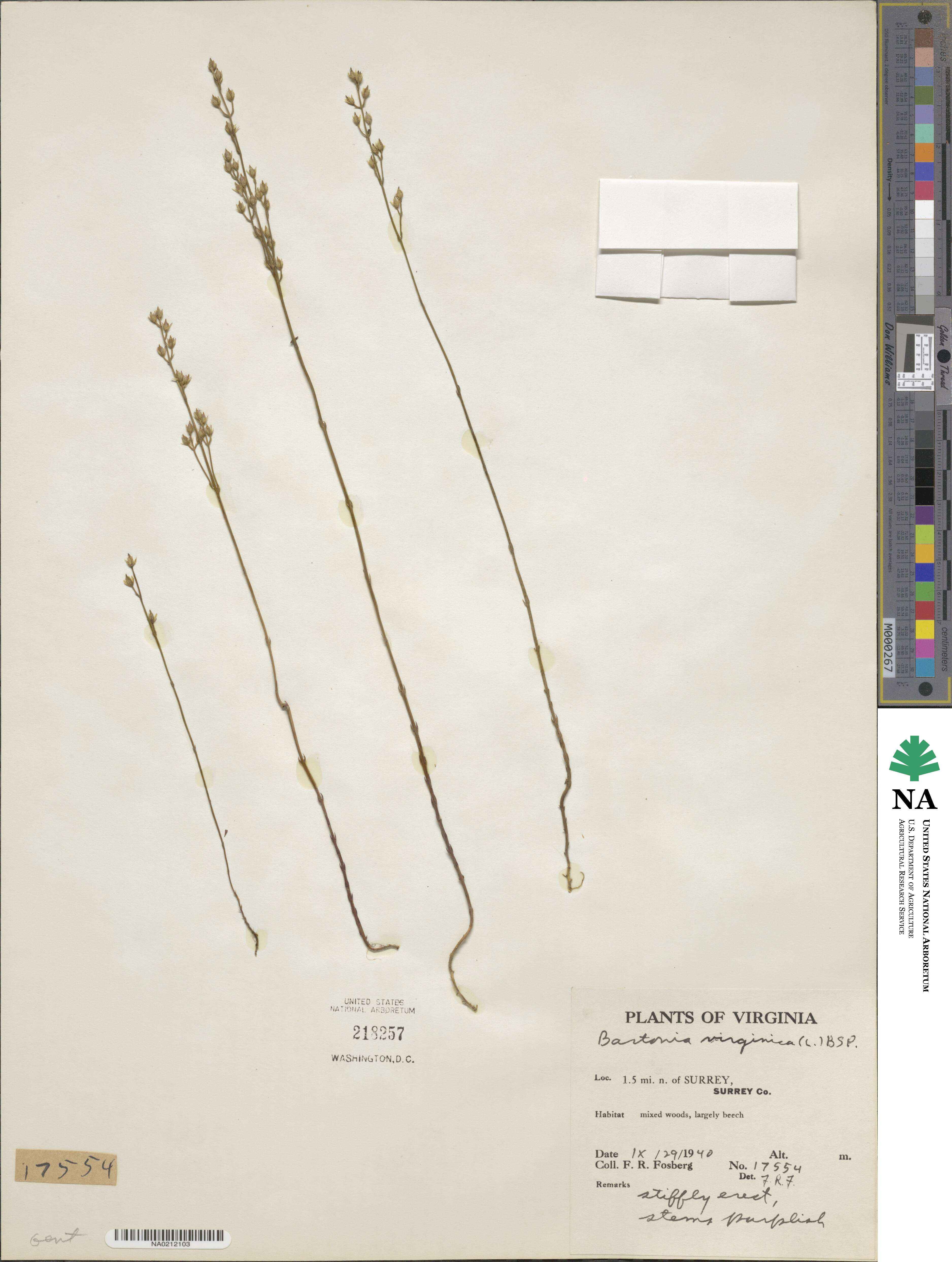 Bartonia image