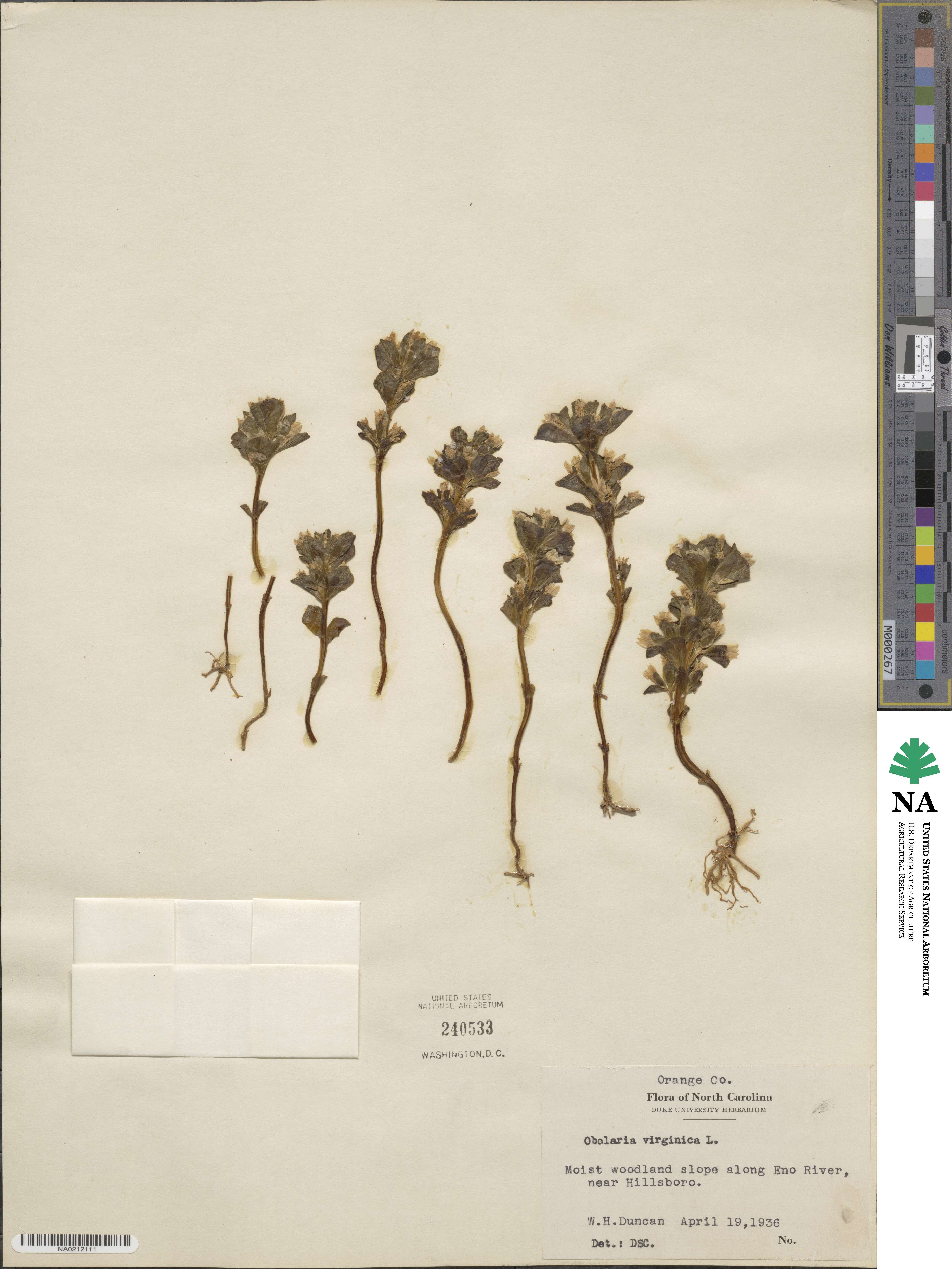 Obolaria virginica image