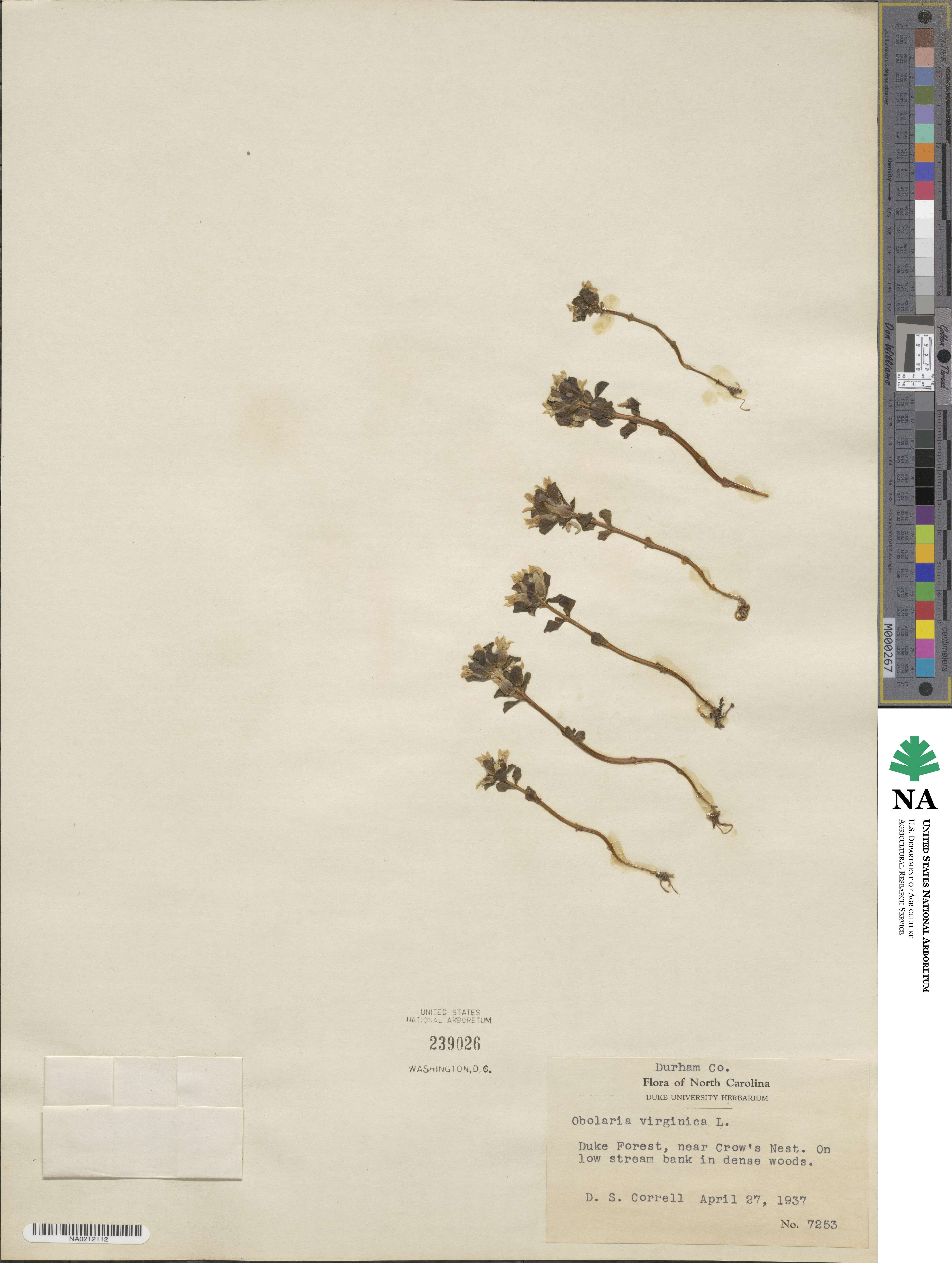 Obolaria virginica image