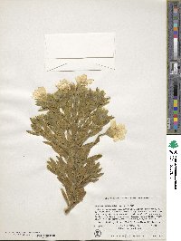 Orphium frutescens image