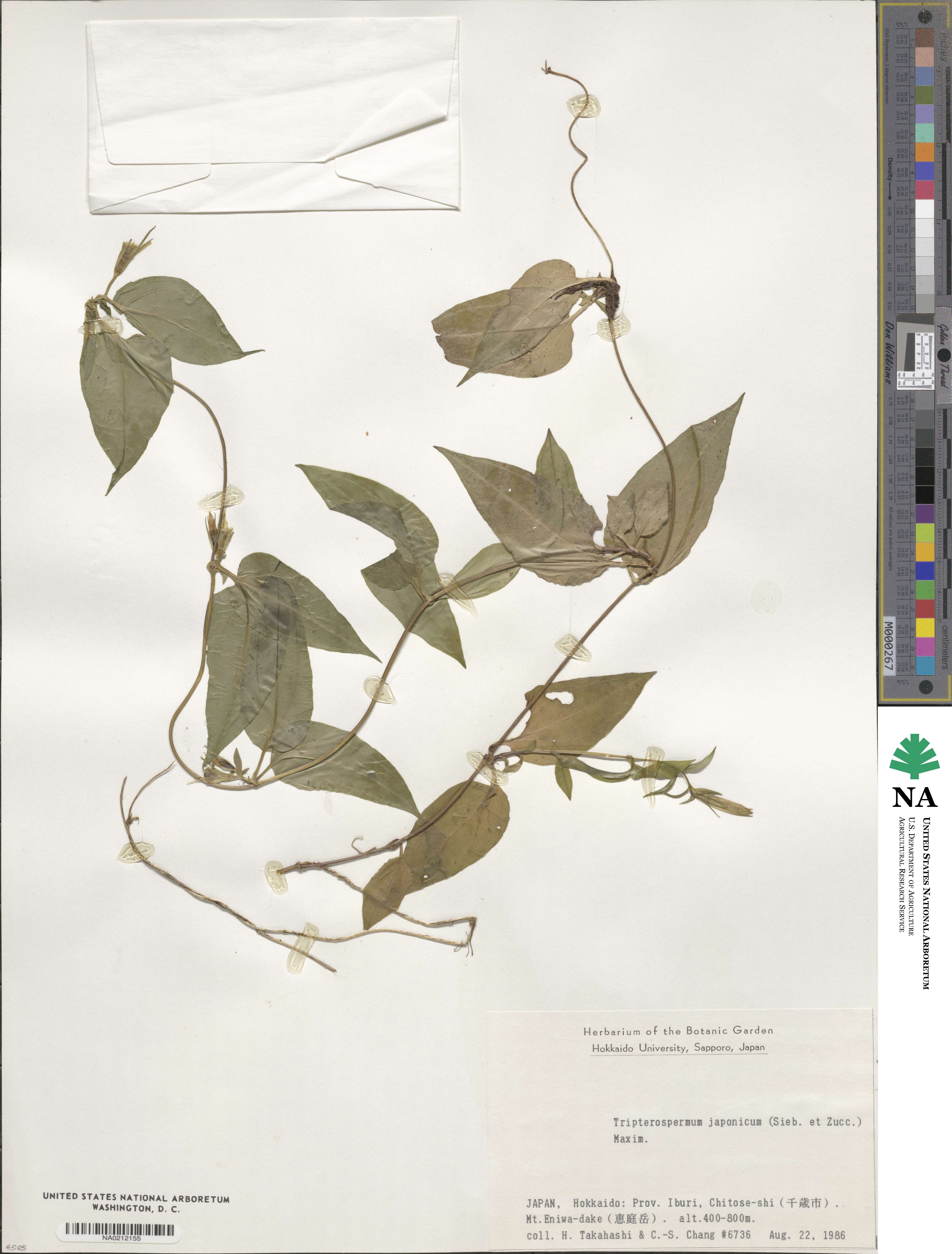Tripterospermum trinervium image