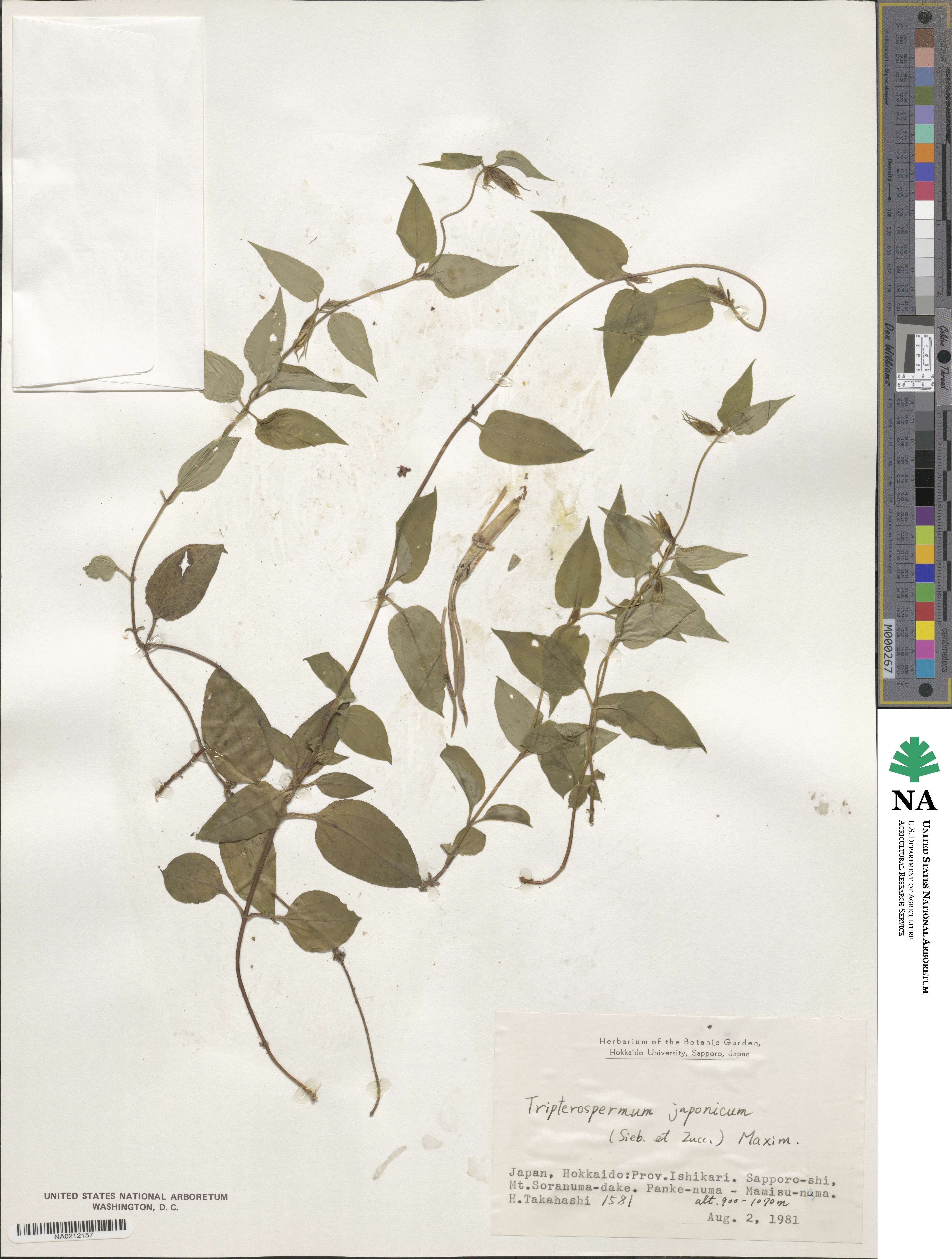Tripterospermum image