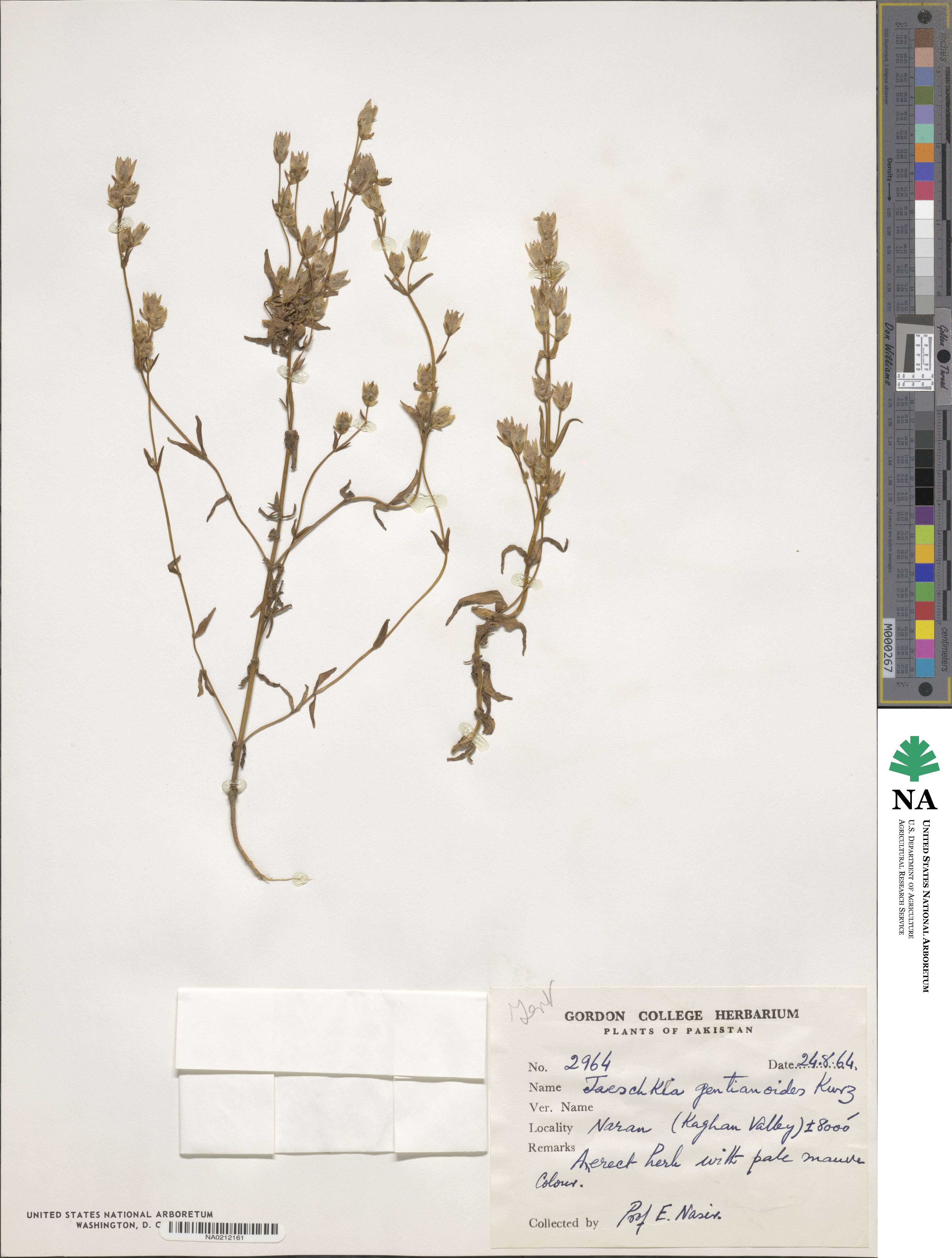Jaeschkea oligosperma image