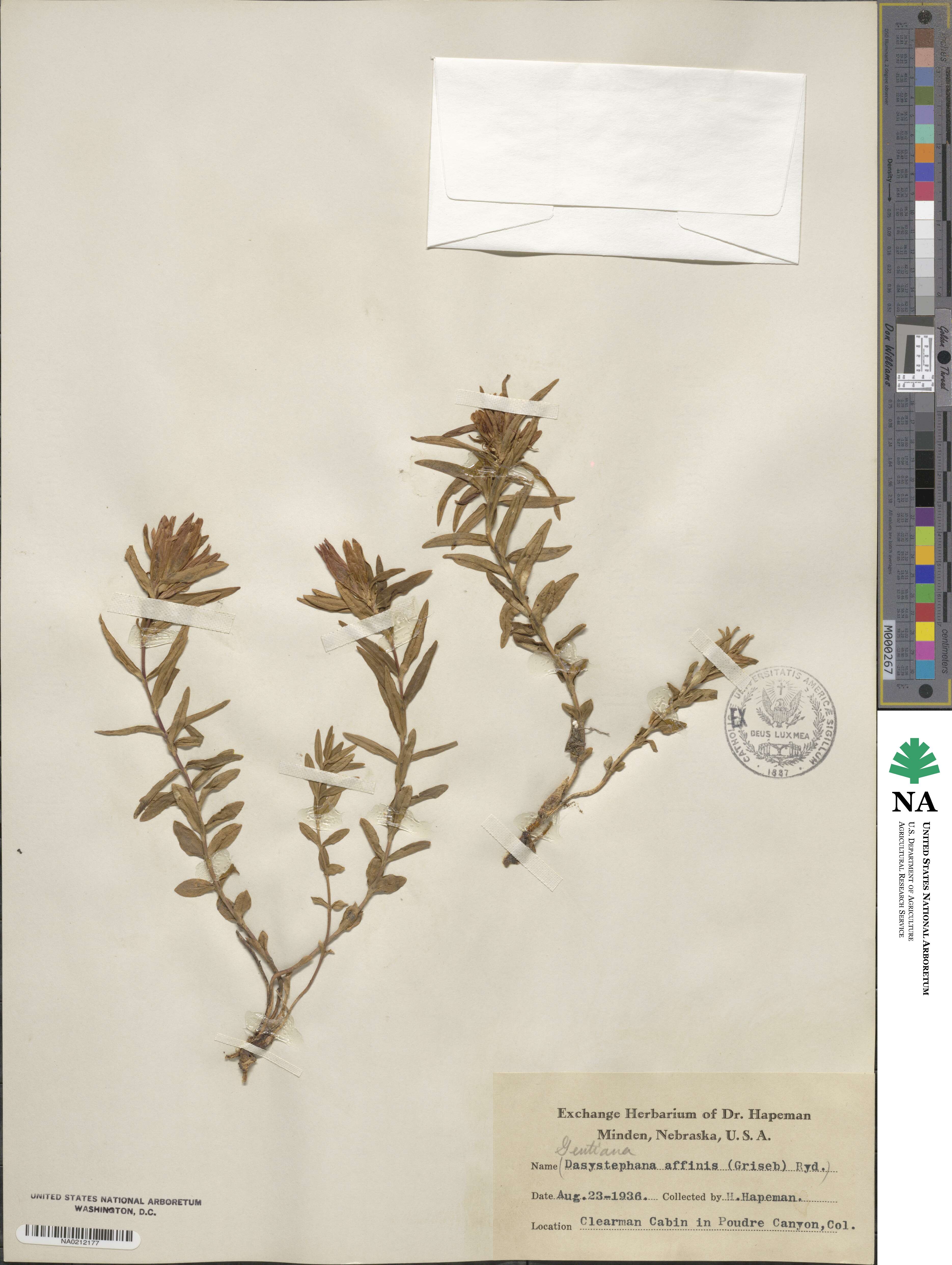 Gentiana affinis image