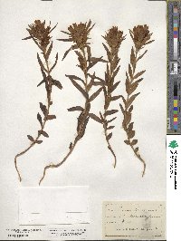 Gentiana affinis image