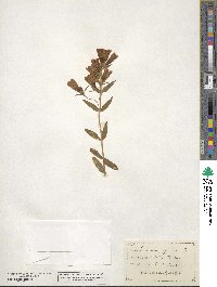 Gentiana affinis image