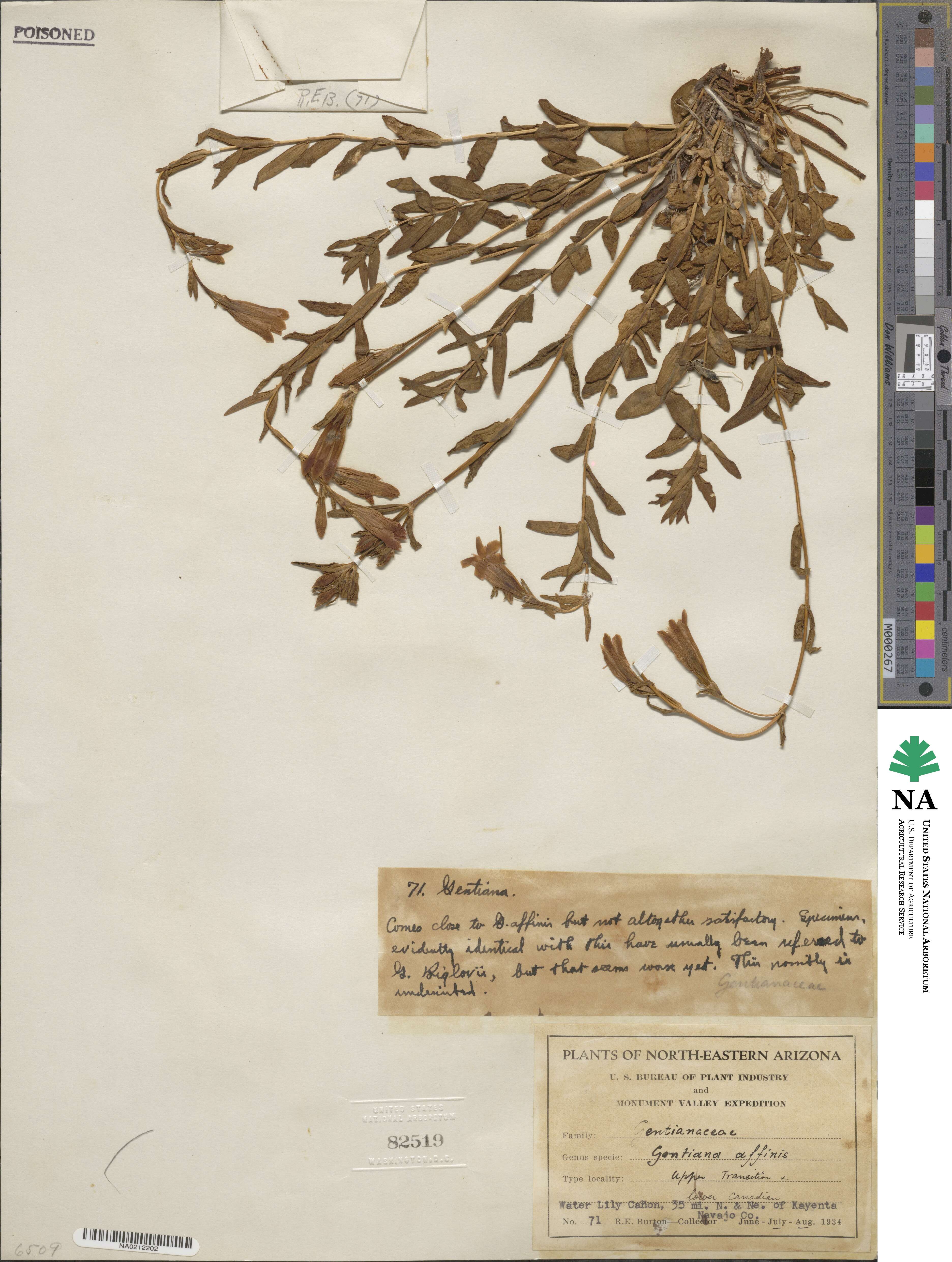 Gentiana affinis image