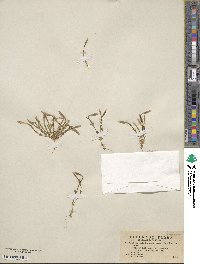 Gentianopsis crinita image